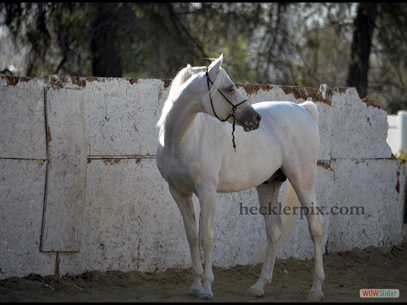 Arabian Horse in Golden Light