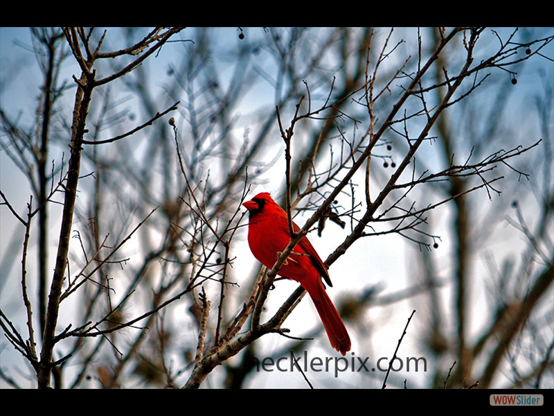 Christmas Cardinal