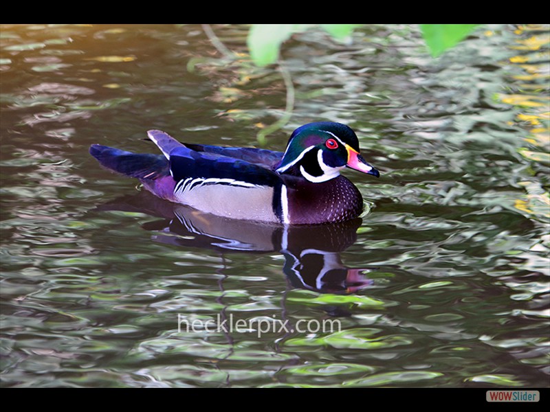 Wood Duck & Reflection